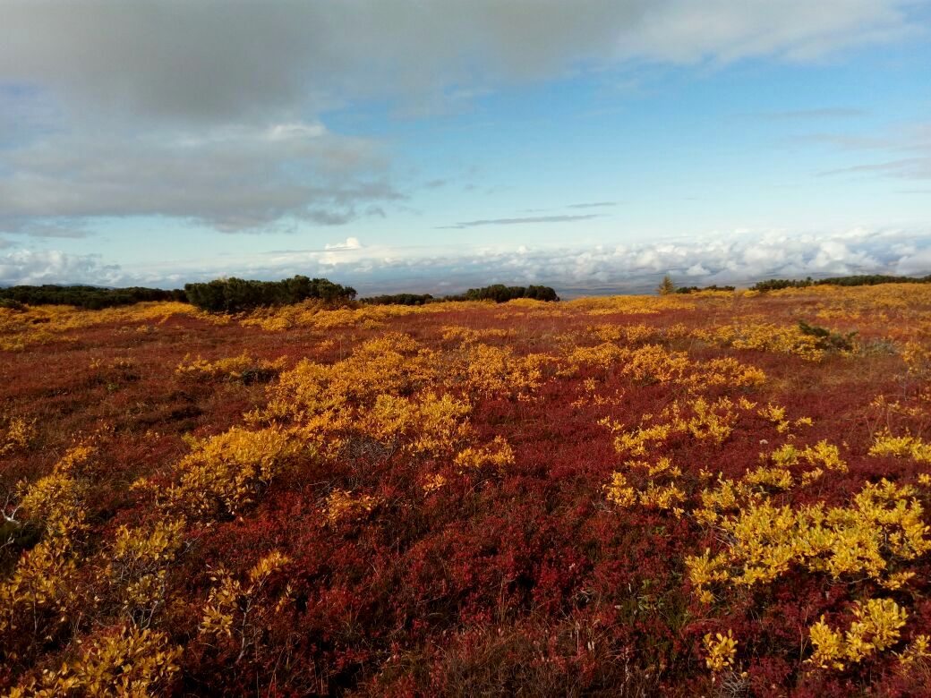 Осенние контрасты Камчатки (4/53)