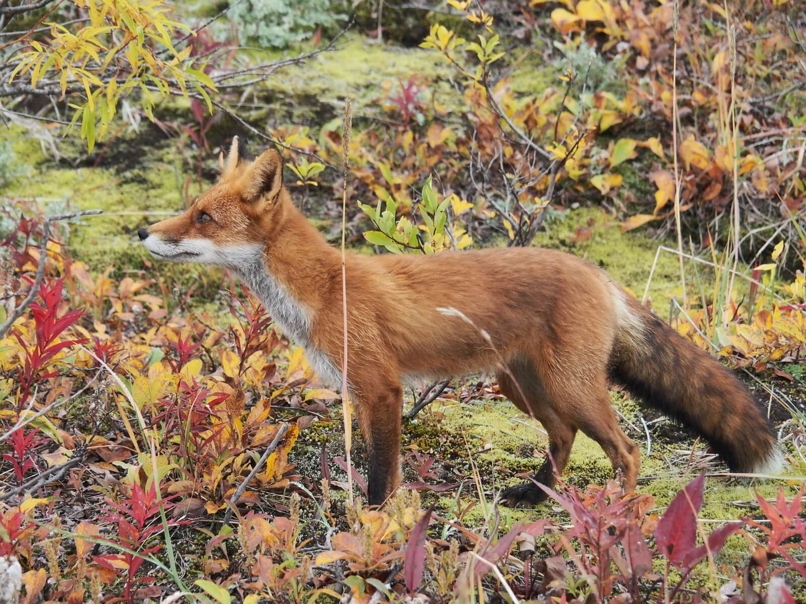Осенние контрасты Камчатки (9/53)