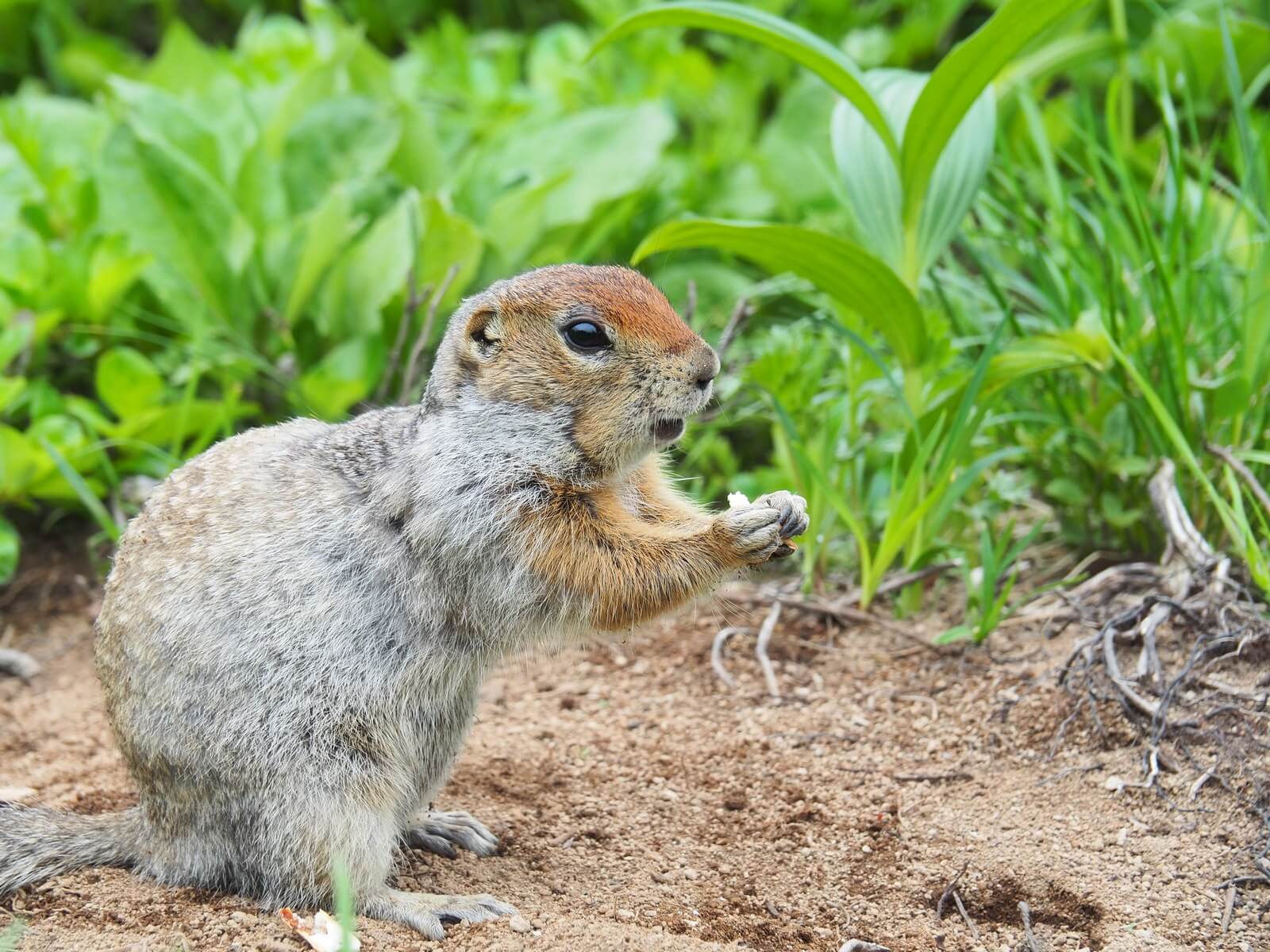 Осенние контрасты Камчатки (8/53)
