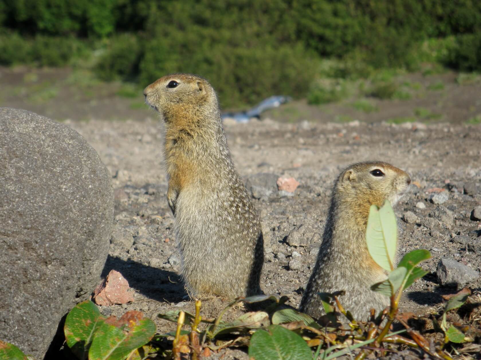 Контрасты Камчатки (21/69)