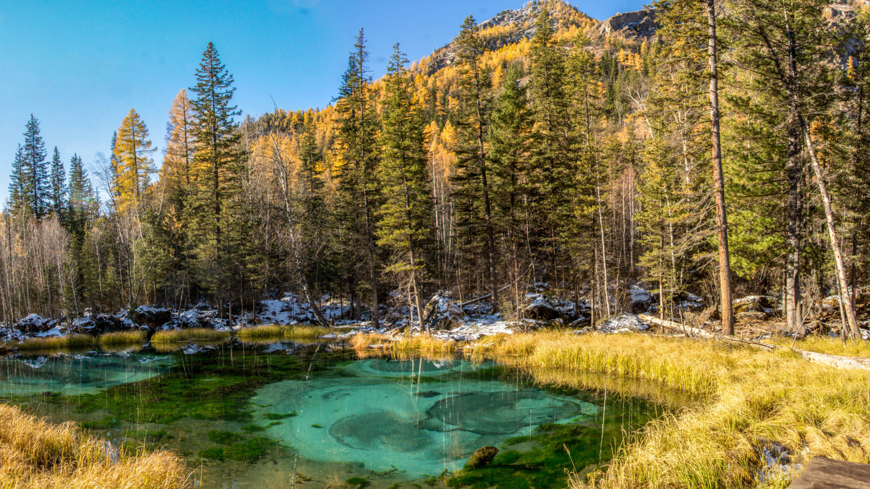 Цветение маральника. Индивидуальный тур. (26/58)