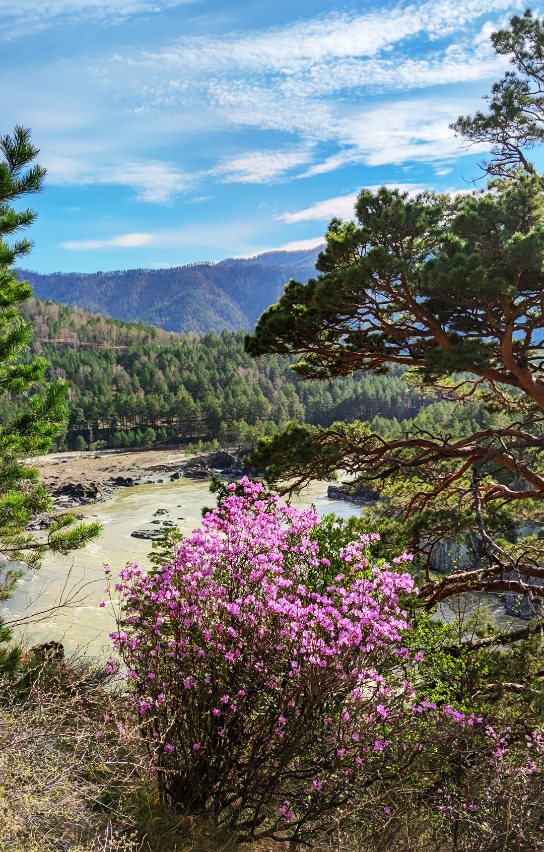 Цветение маральника. Индивидуальный тур. (10/58)