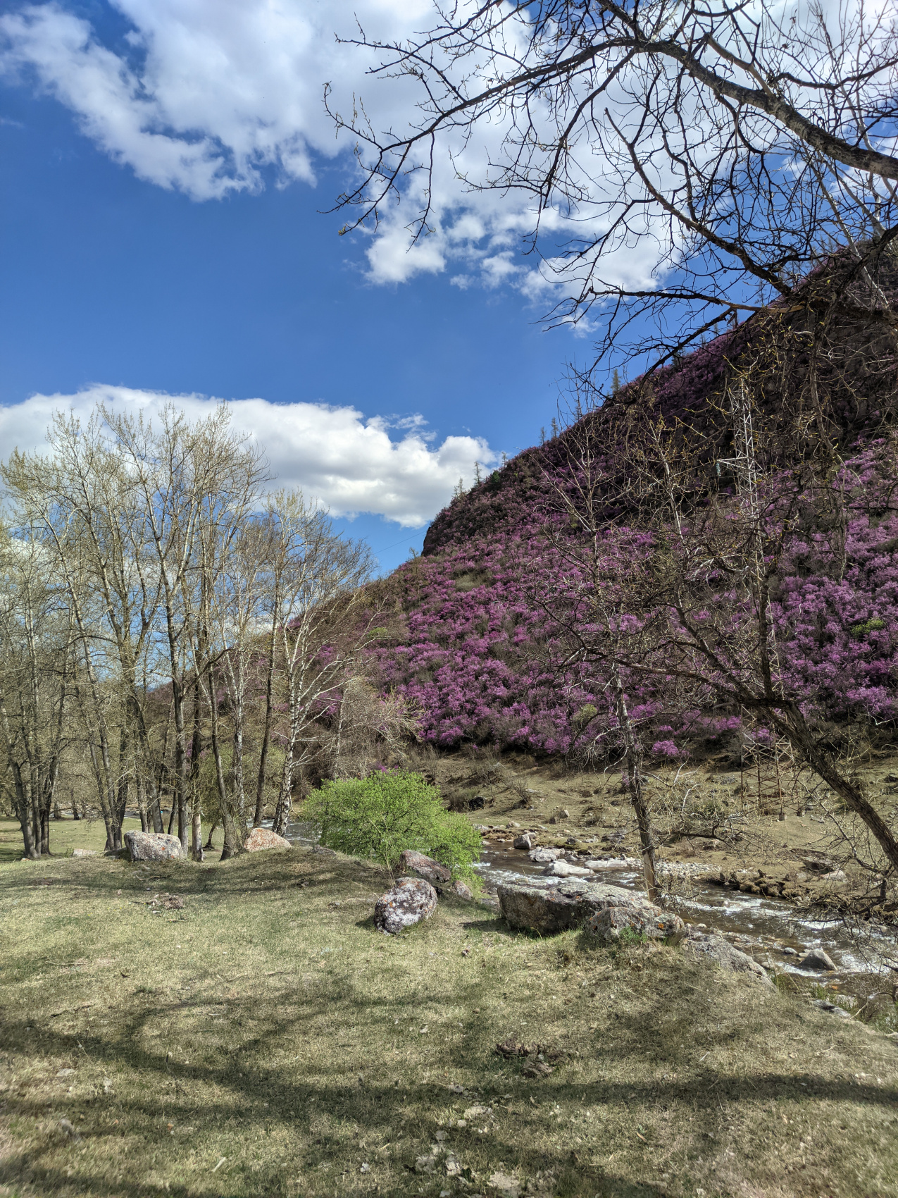 Цветение маральника. Индивидуальный тур. (24/58)