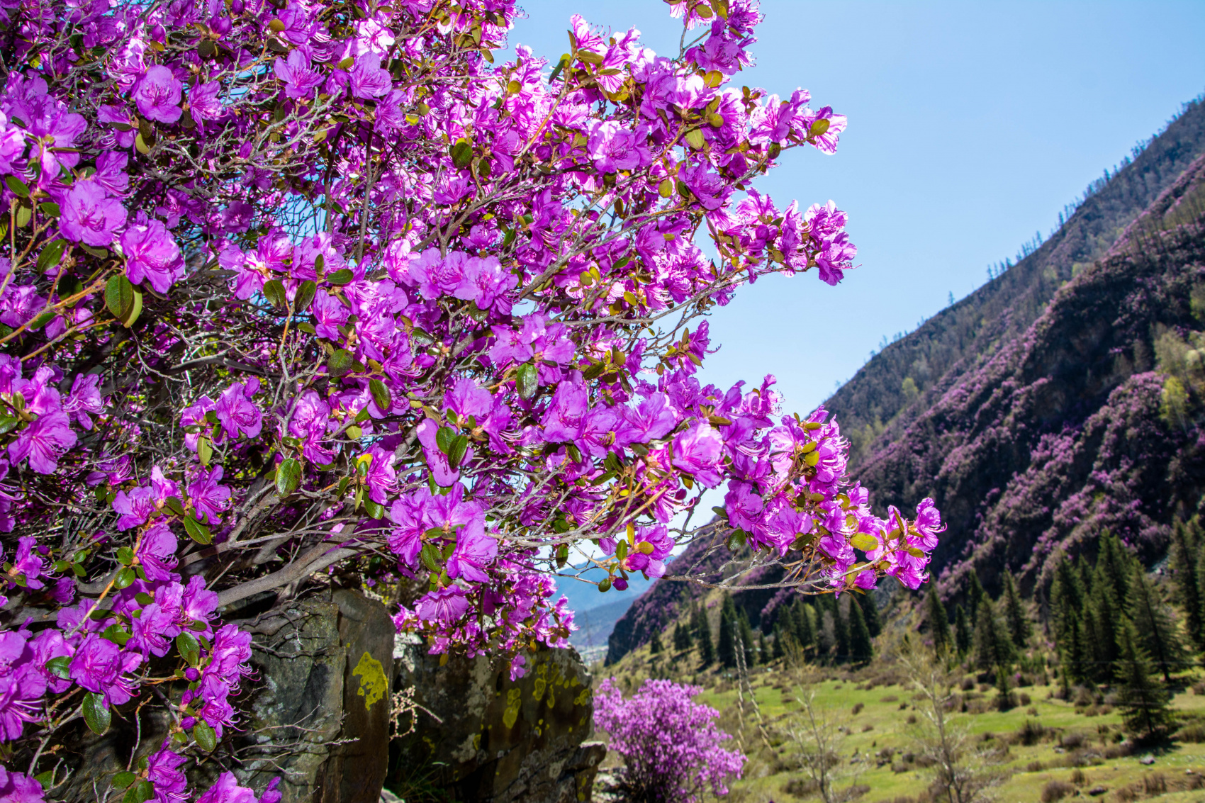 Цветение маральника. Индивидуальный тур. (3/58)