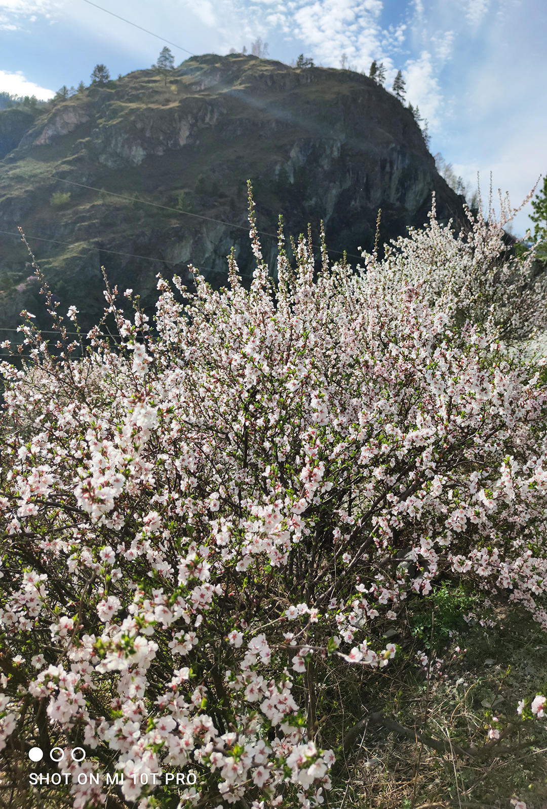 Цветение маральника. Индивидуальный тур. (9/58)