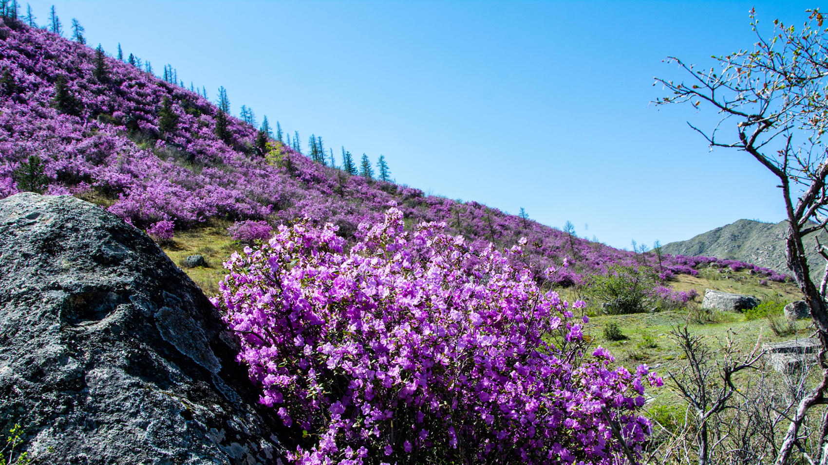 Цветение маральника. Индивидуальный тур. (8/58)