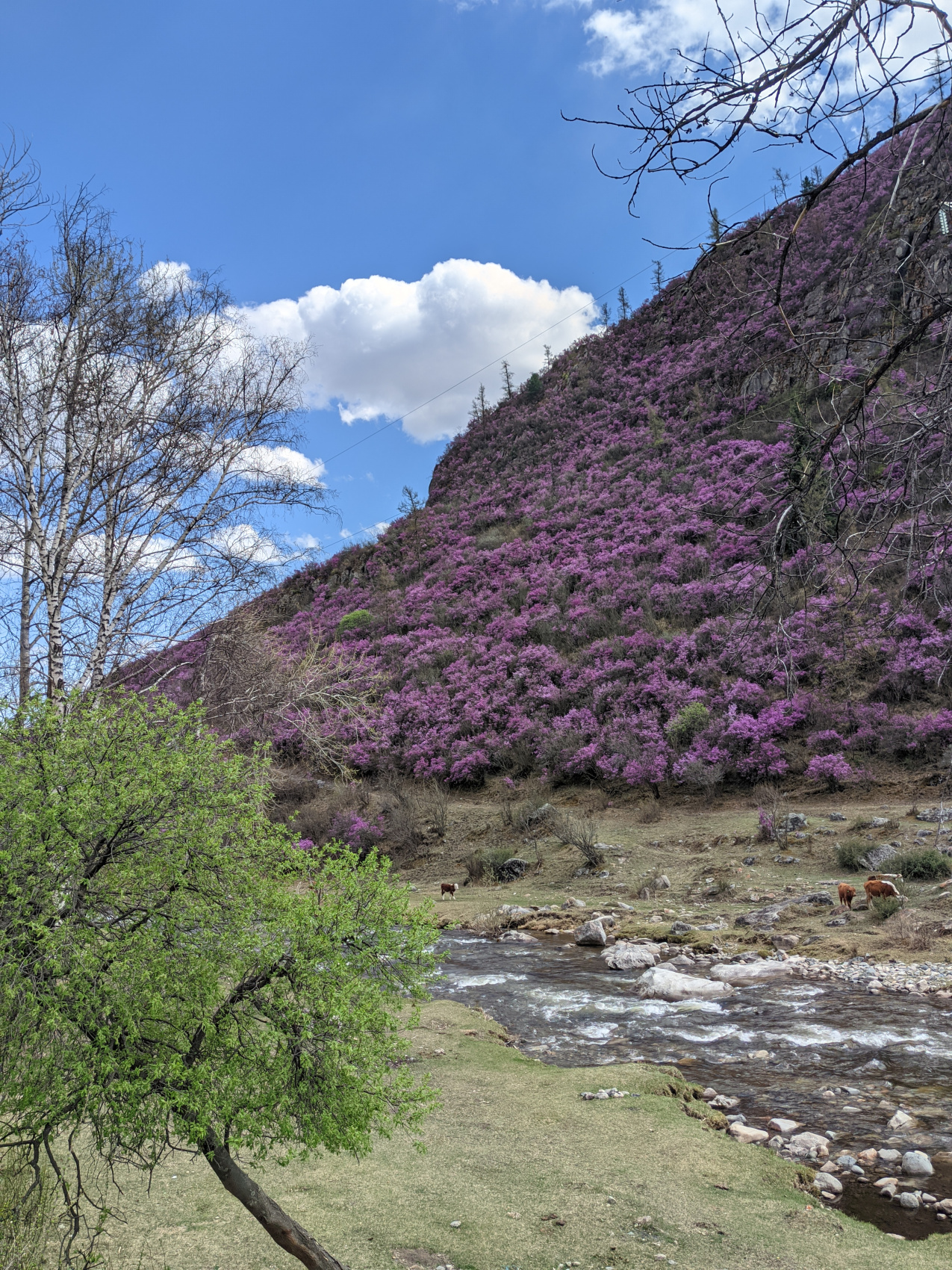 Цветение маральника. Индивидуальный тур. (18/58)