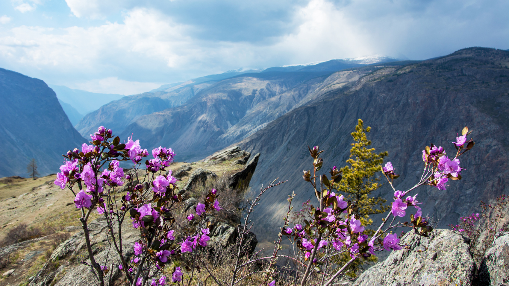 Цветение маральника. Индивидуальный тур. (6/58)