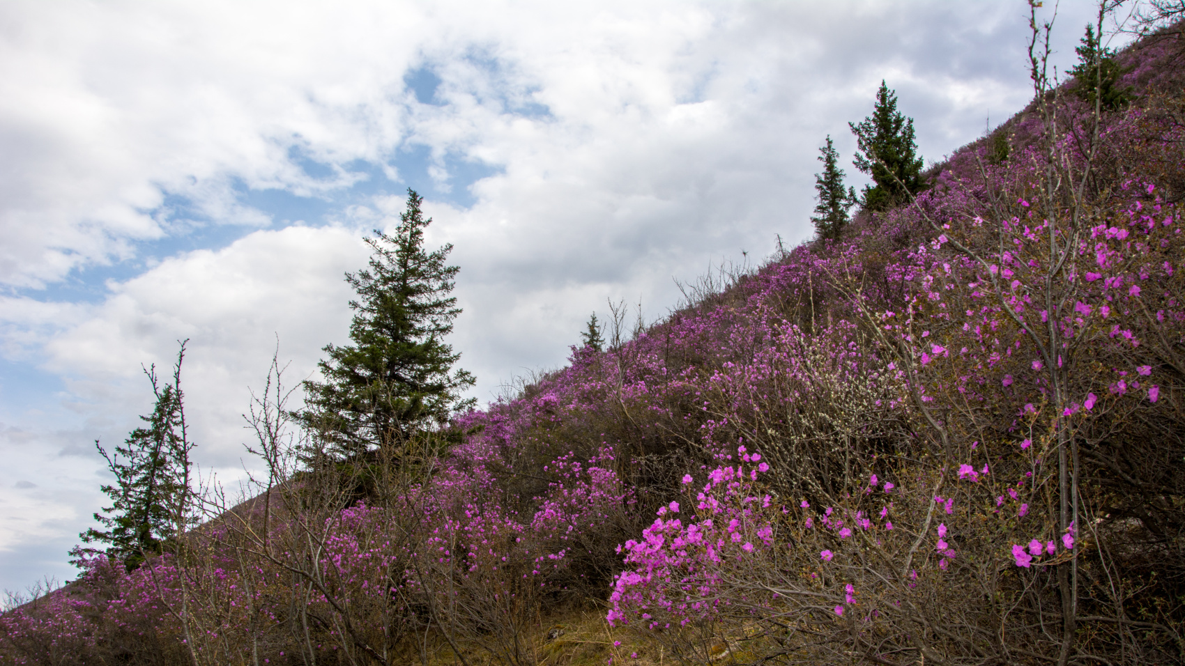 Цветение маральника. Индивидуальный тур. (25/58)