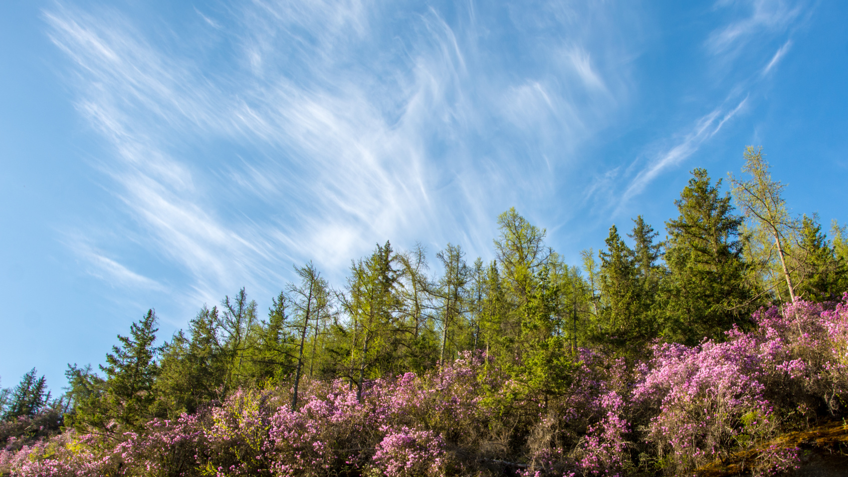 Цветение маральника. Индивидуальный тур. (23/58)