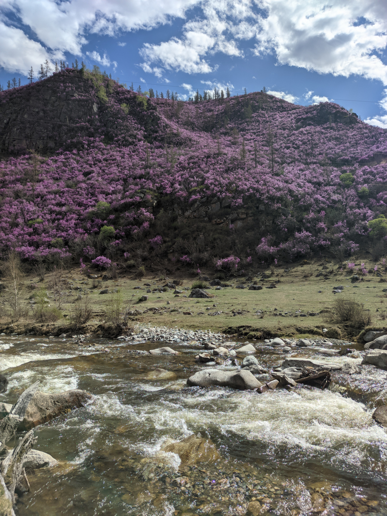 Цветение маральника. Индивидуальный тур. (22/58)