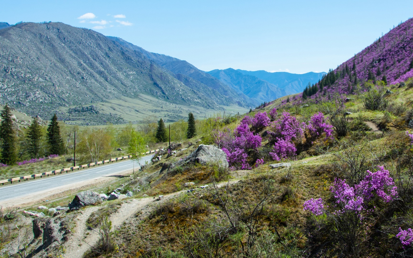 Цветение маральника. Индивидуальный тур. (12/58)