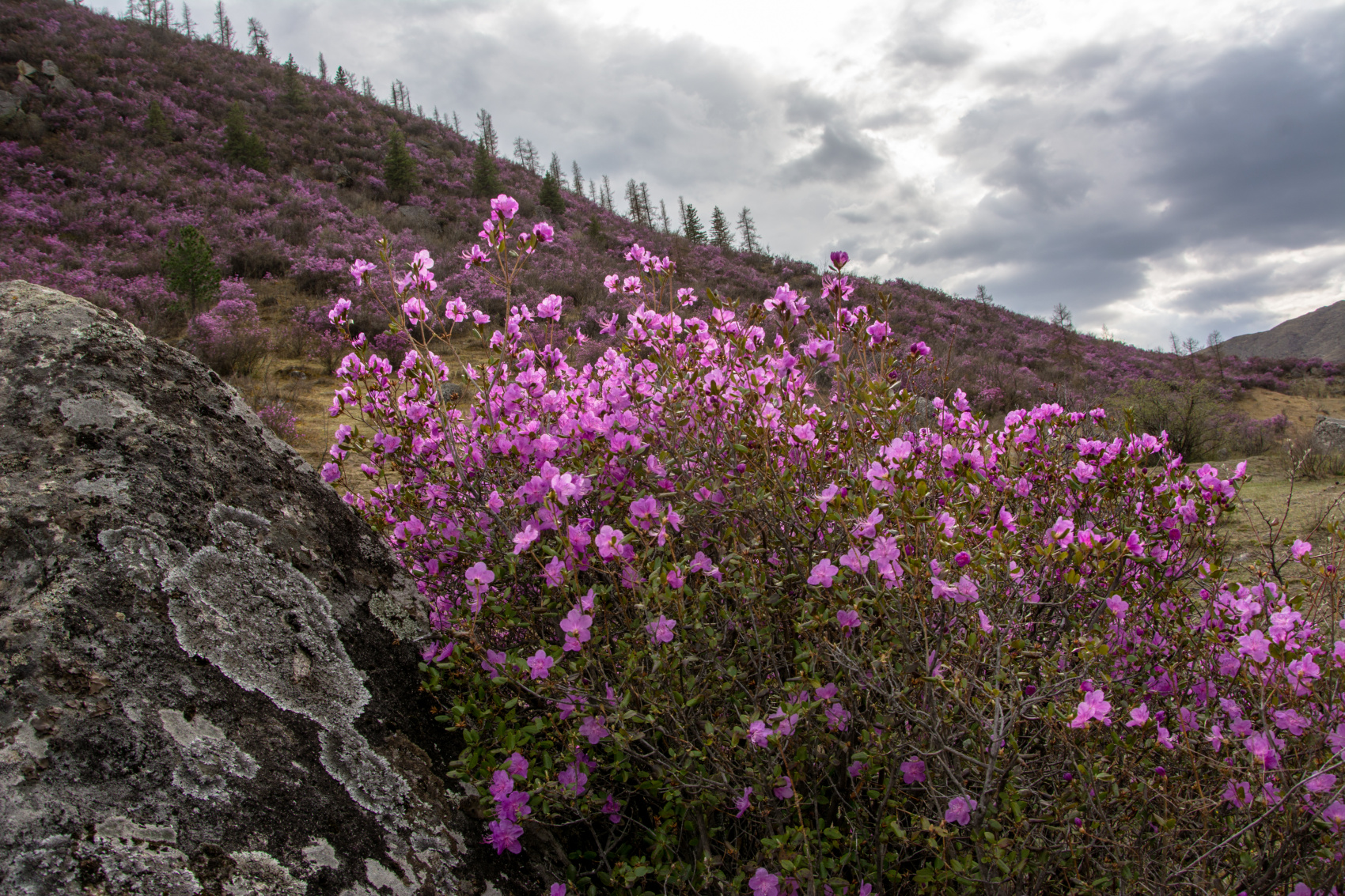 Цветение маральника. Индивидуальный тур. (13/58)