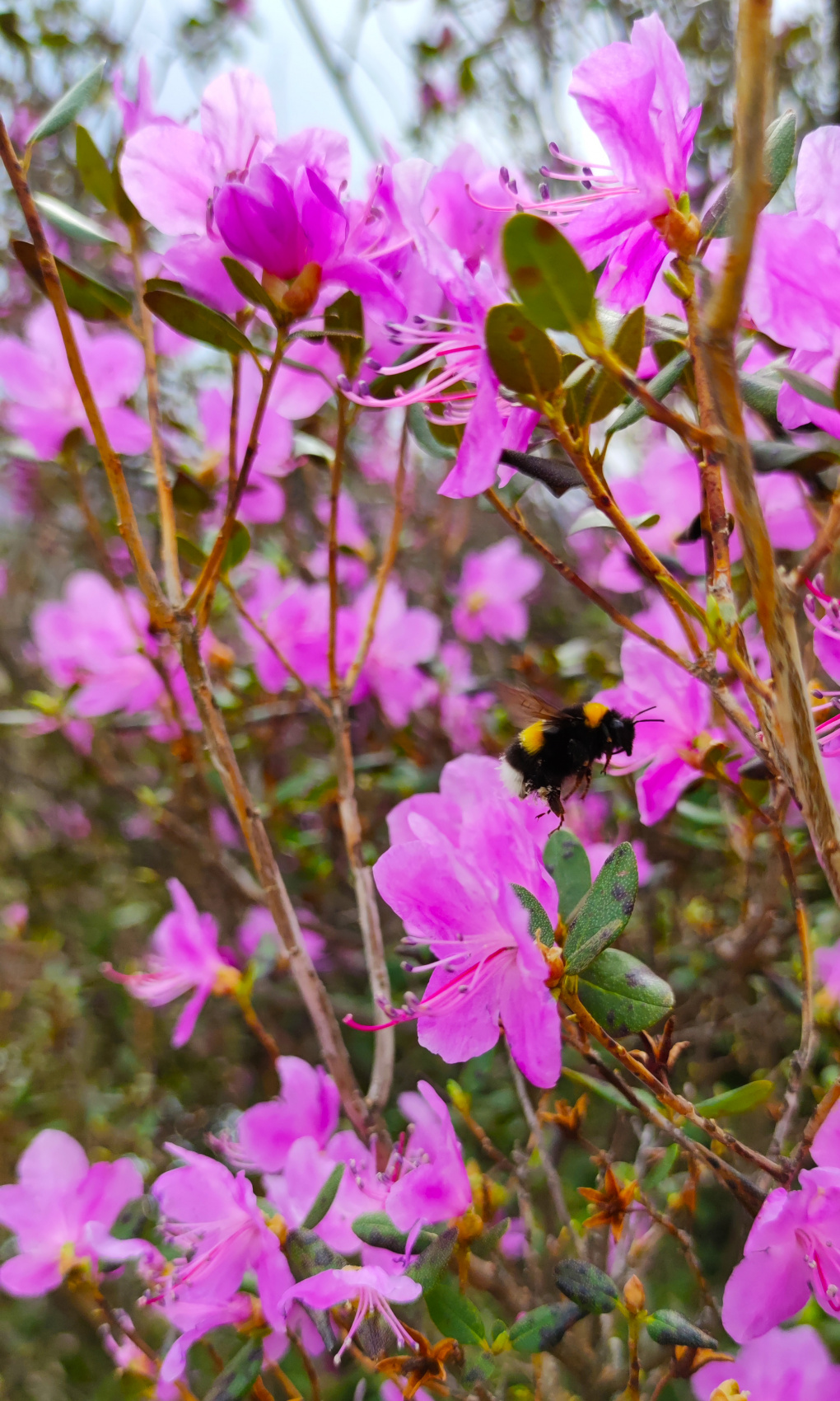 Цветение маральника. Индивидуальный тур. (11/58)