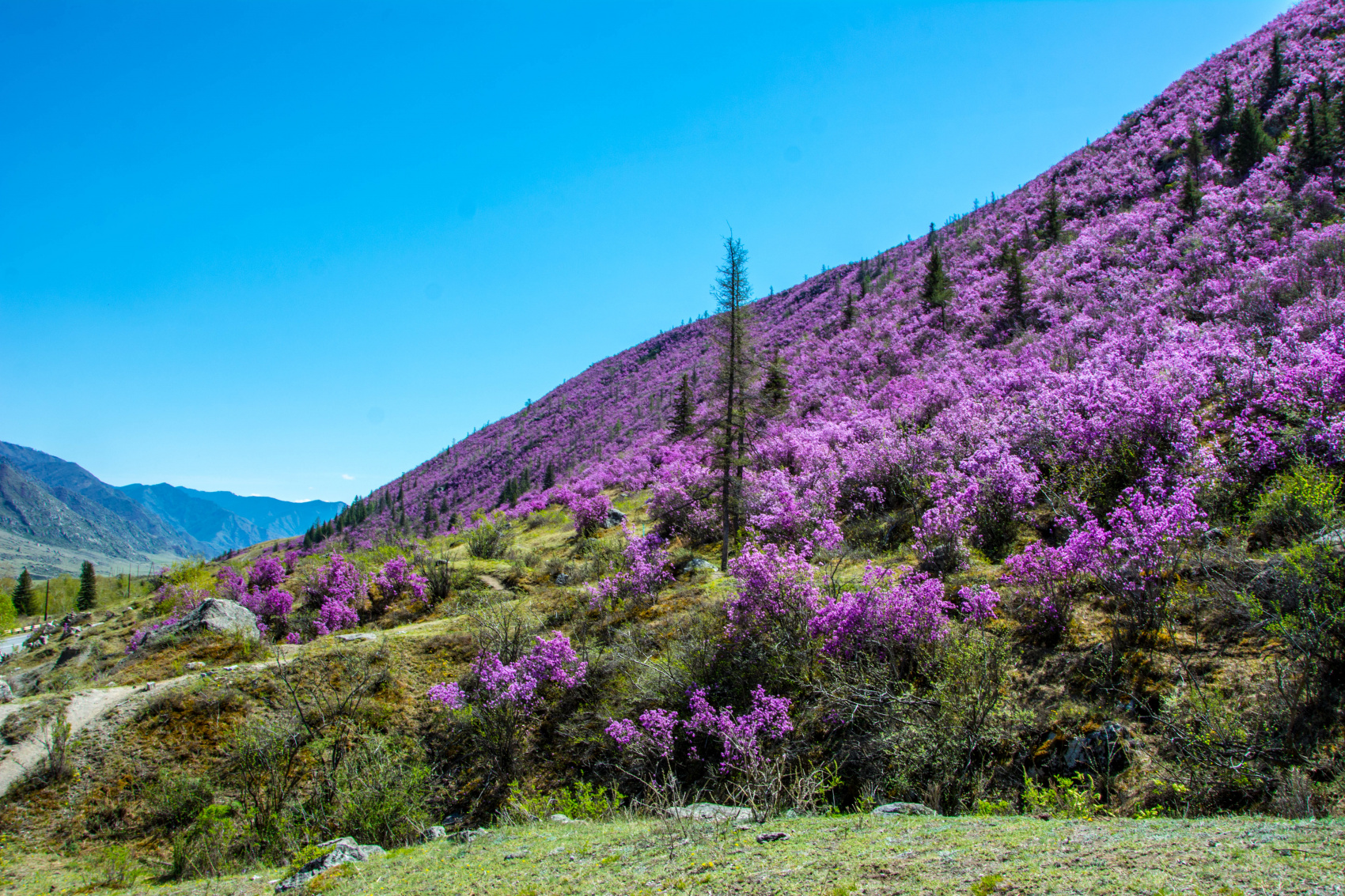 Цветение маральника. Индивидуальный тур. (5/58)
