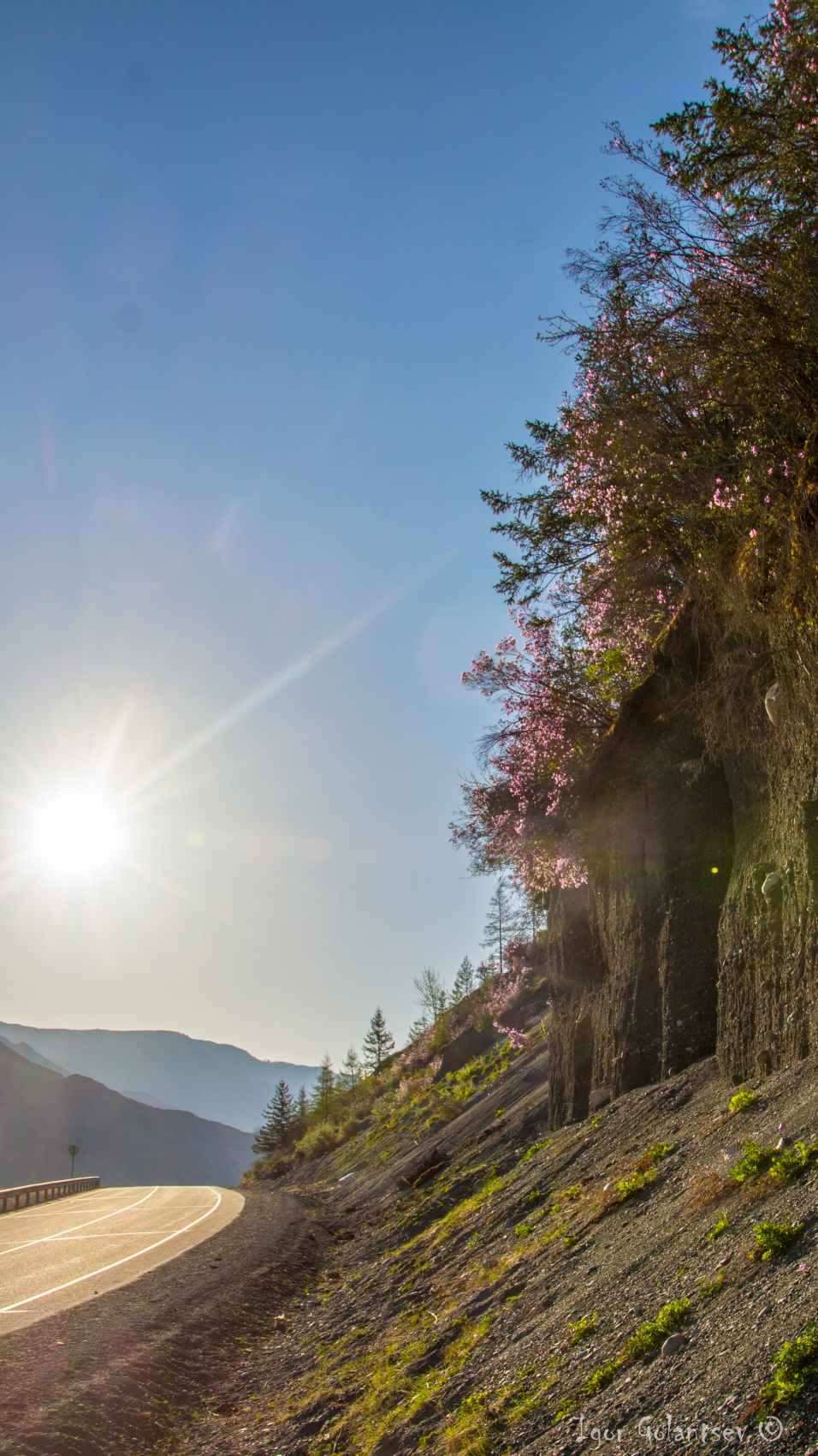 Цветение маральника. Индивидуальный тур. (20/58)