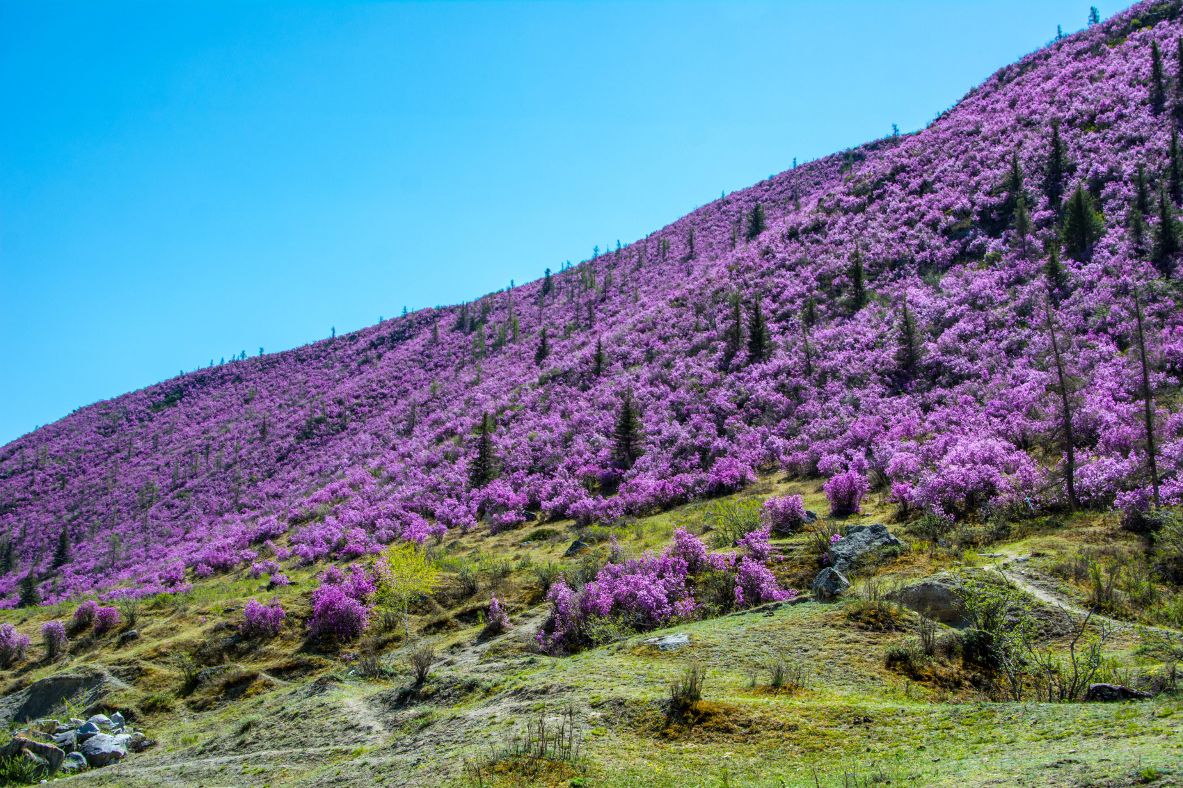 Цветение маральника. Индивидуальный тур. (4/58)