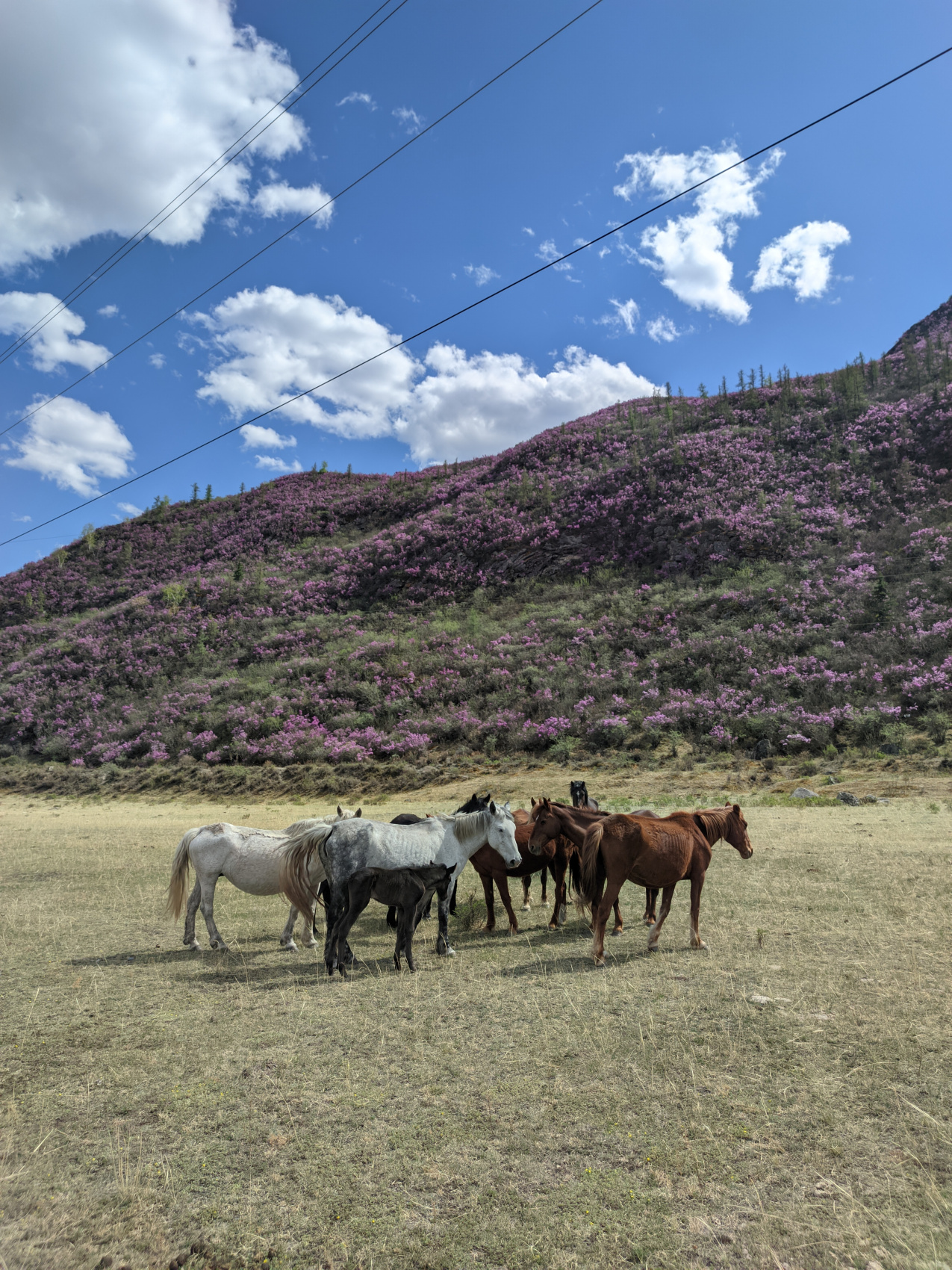 Цветение маральника. Индивидуальный тур. (17/58)