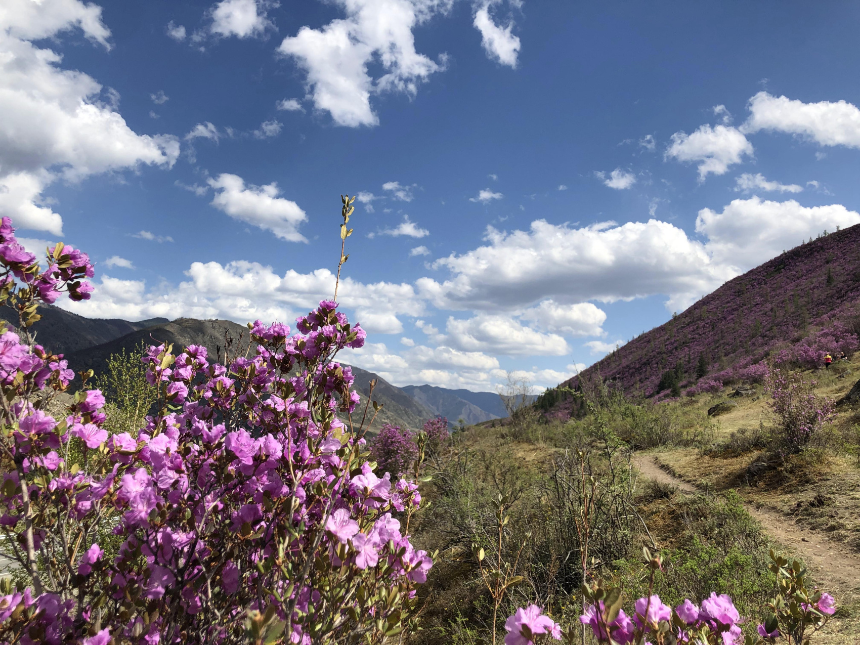 Цветение маральника. Индивидуальный тур. (16/58)