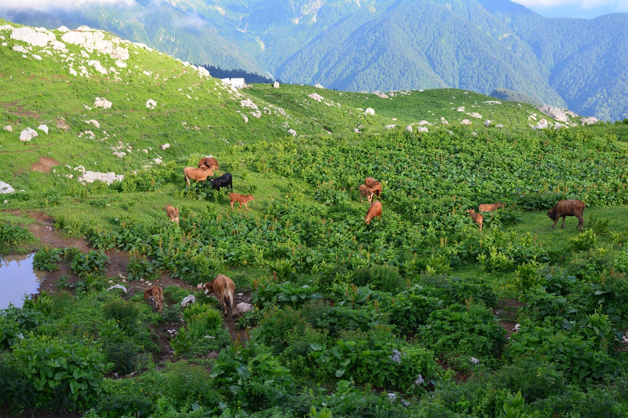 Кавказ: через горы к морю (5/50)