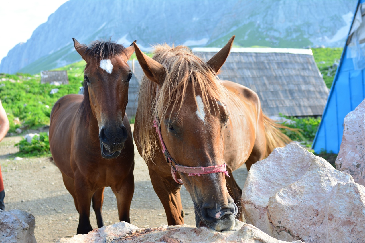 Кавказ: через горы к морю (21/50)