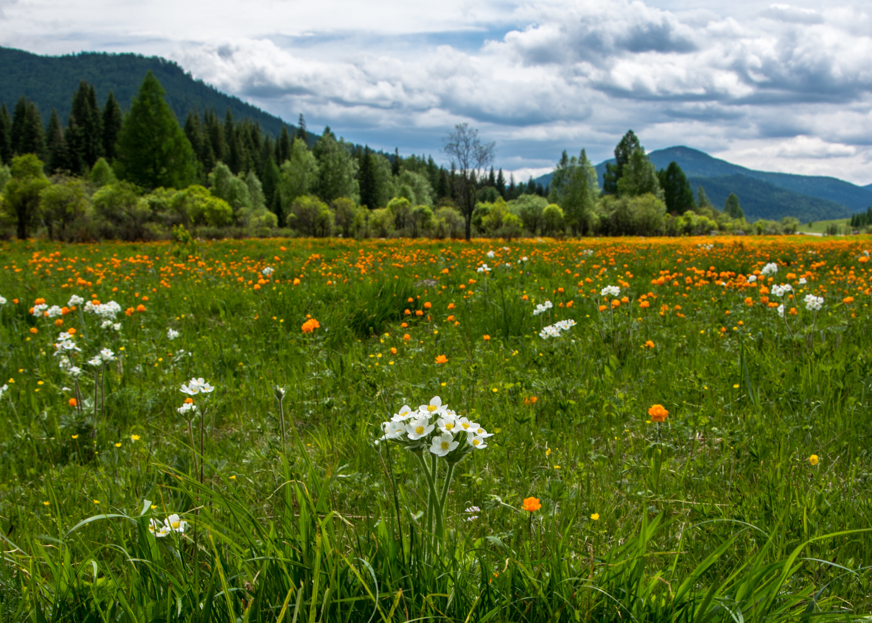 Золотое кольцо Алтая+ Актру. Индивидуальный Вип-тур. (63/121)