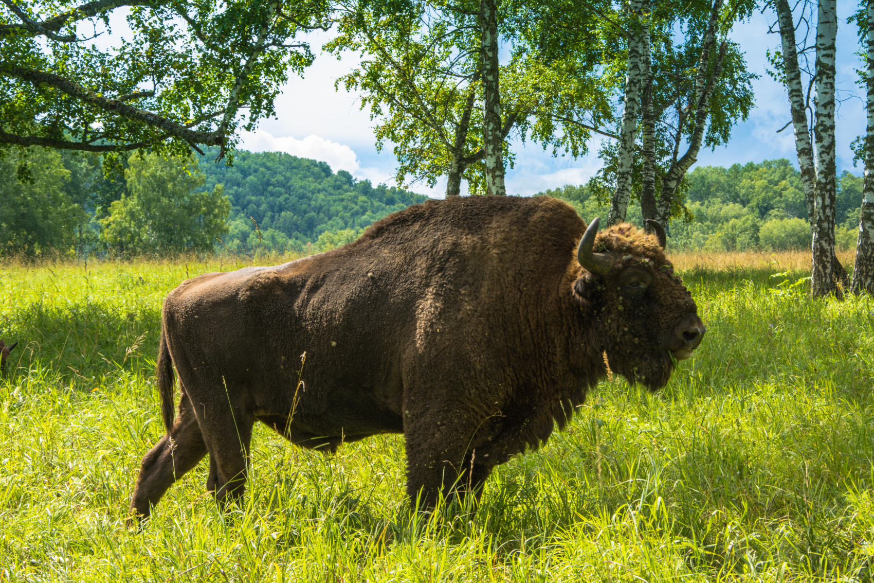 Золотое кольцо Алтая+ Актру. Индивидуальный Вип-тур. (49/121)
