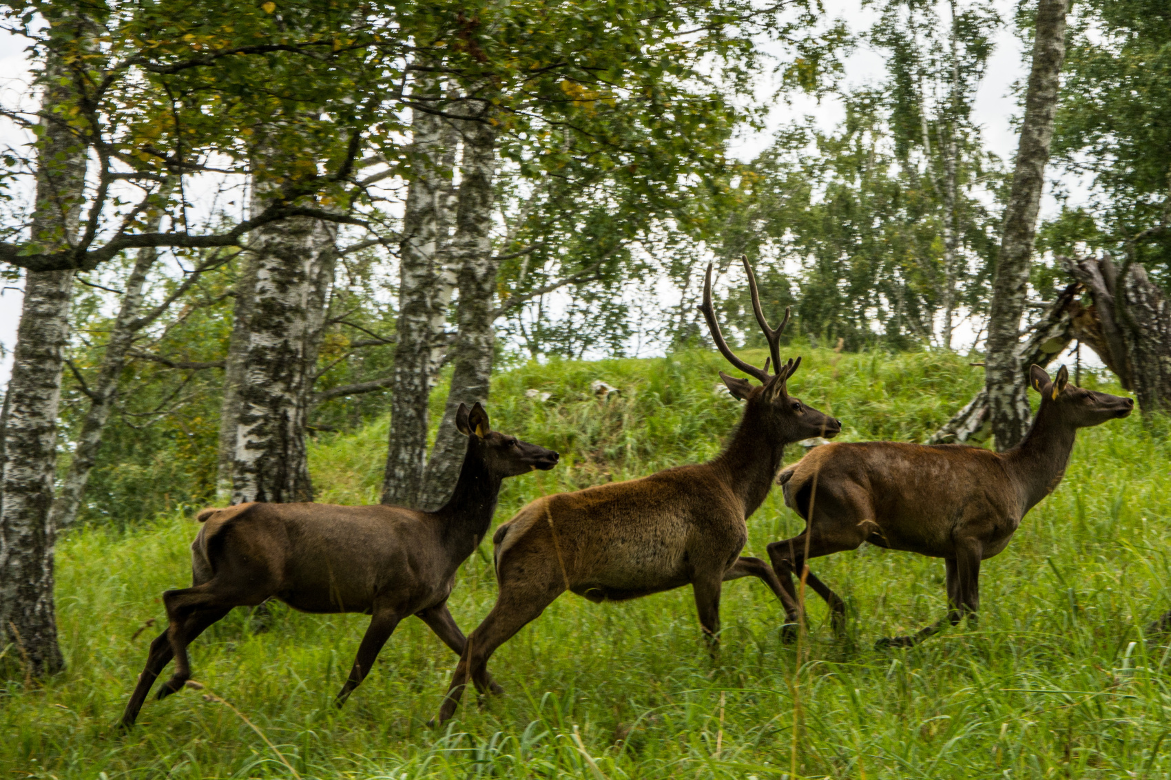 Золотое кольцо Алтая+ Актру. Индивидуальный Вип-тур. (51/121)