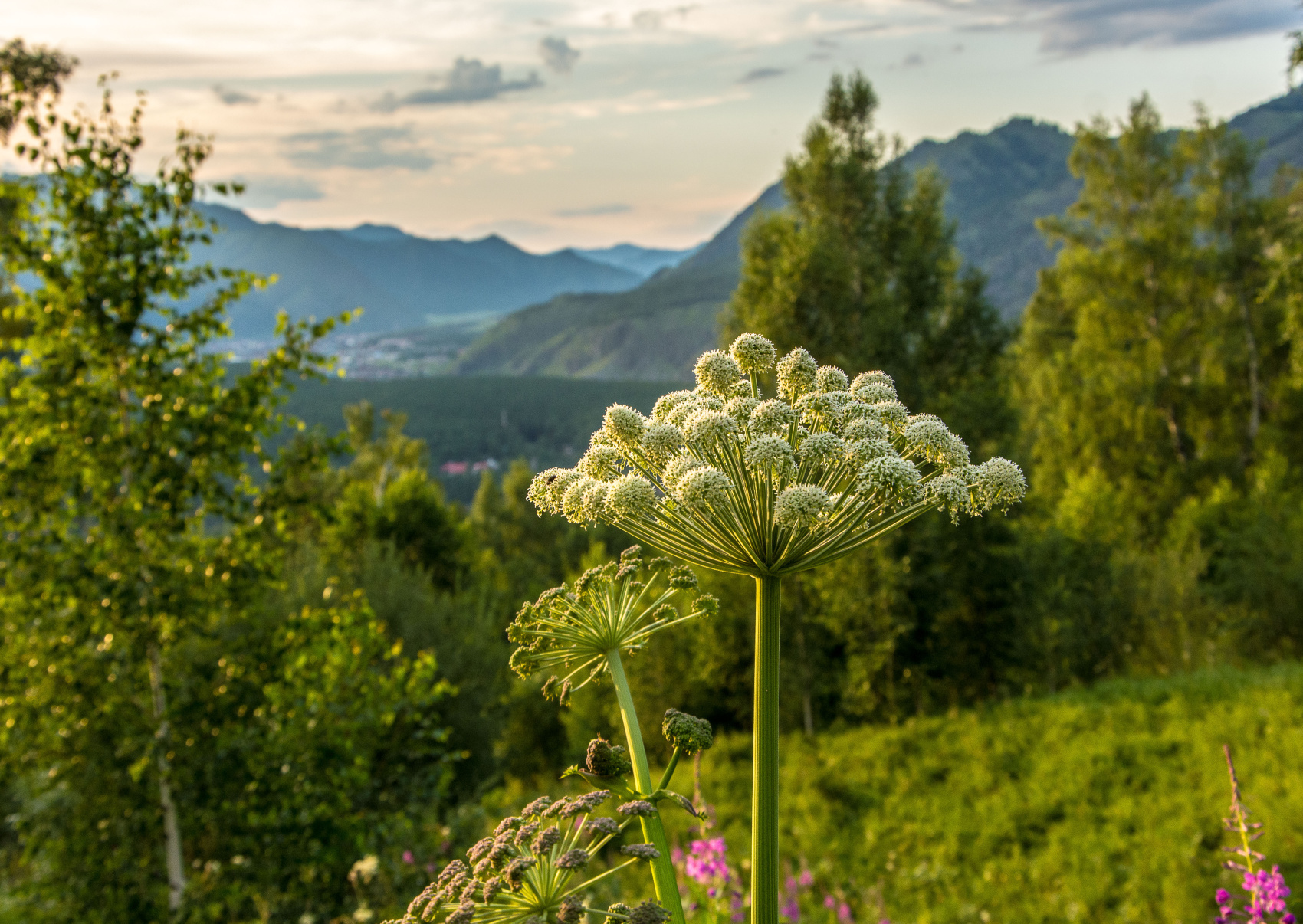 Золотое кольцо Алтая+ Актру. Индивидуальный Вип-тур. (61/121)