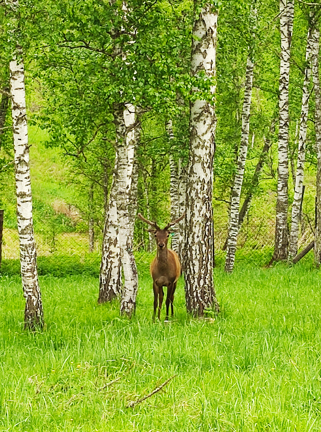 Золотое кольцо Алтая+ Актру. Индивидуальный Вип-тур. (48/121)