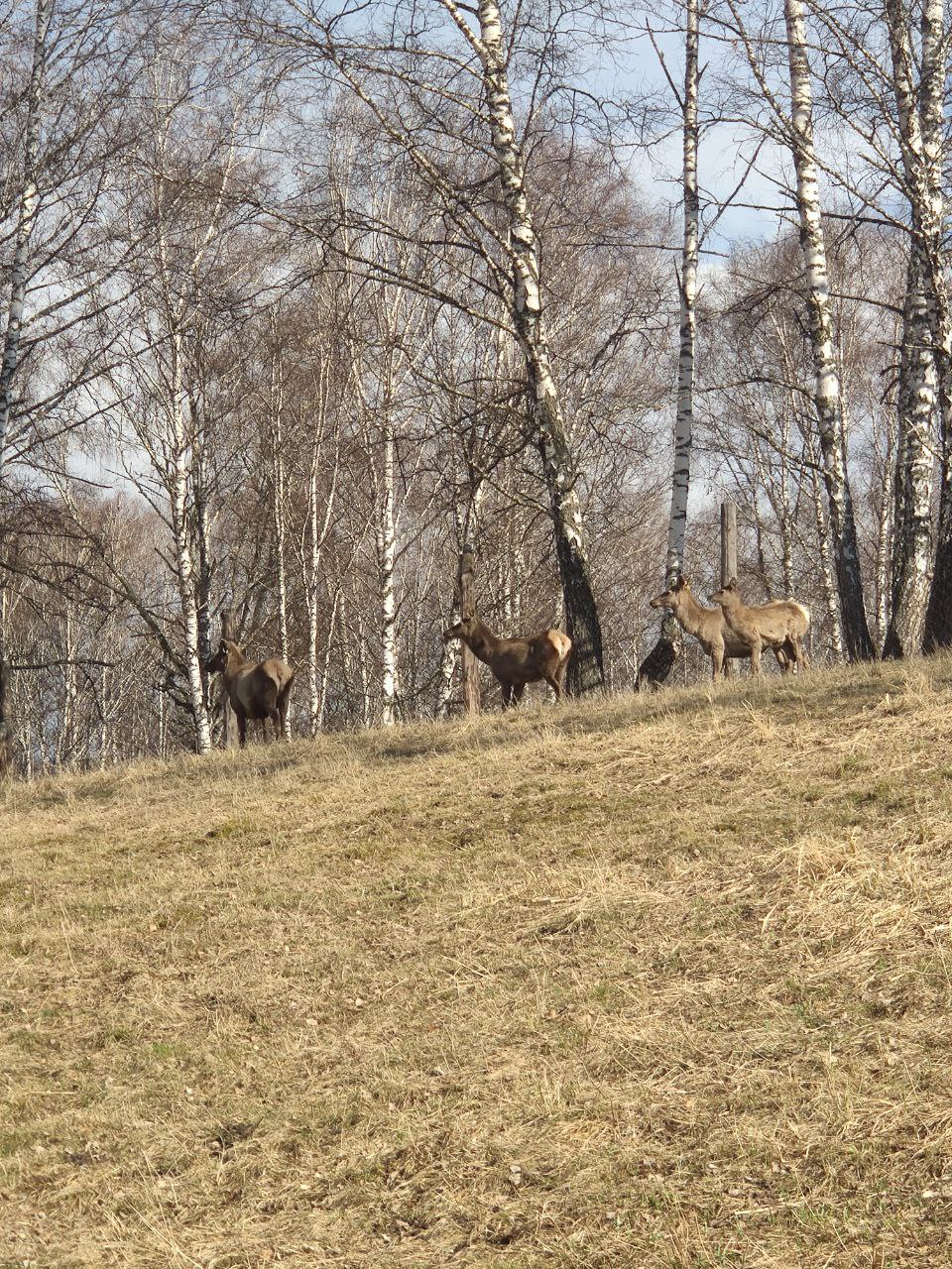 Золотое кольцо Алтая: инстаграмные локации (18/58)