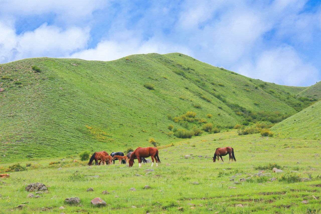 КАЗАХСТАН. ПЕРЕЗАГРУЗКА (25/49)