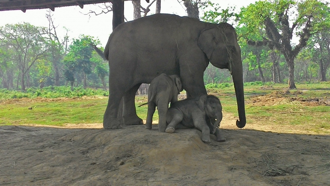 Треккинг к базовому лагерю Аннапурны + Читван (12/54)