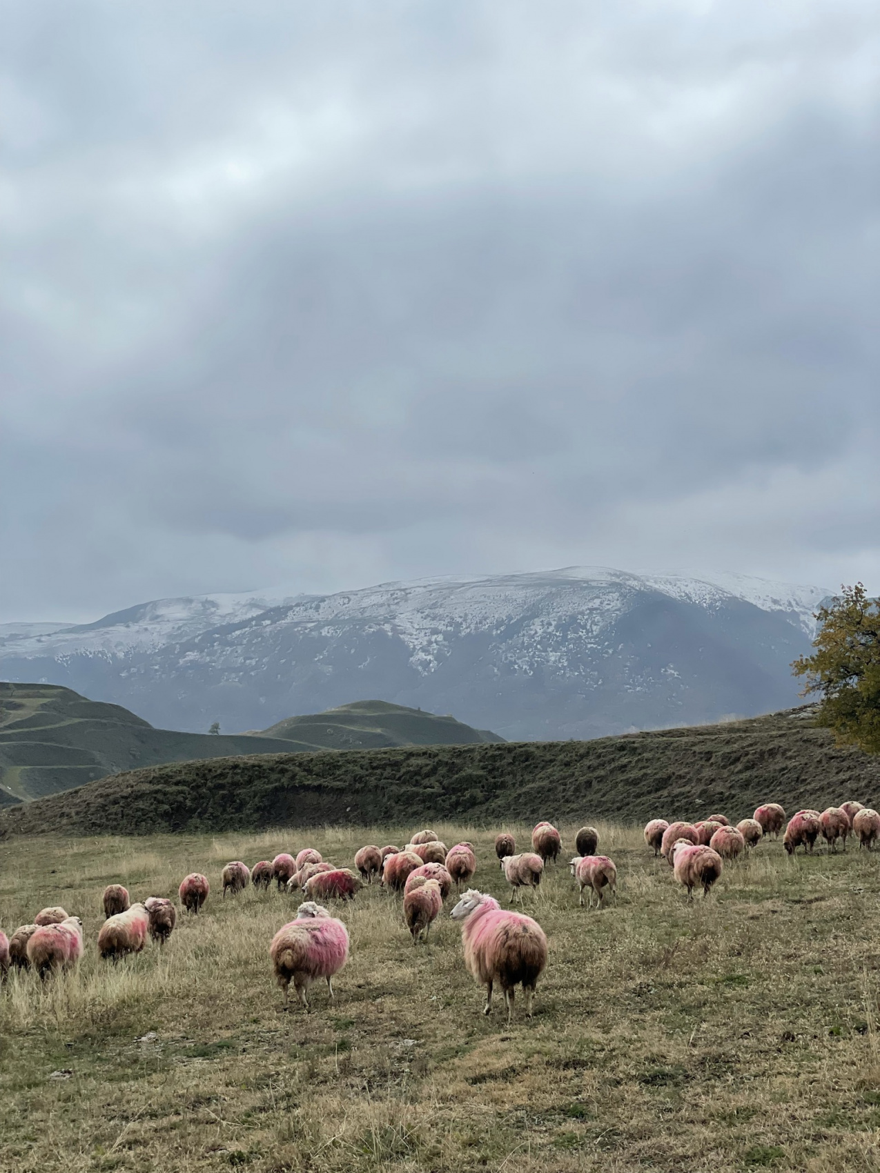 Твой Дагестан (7/86)