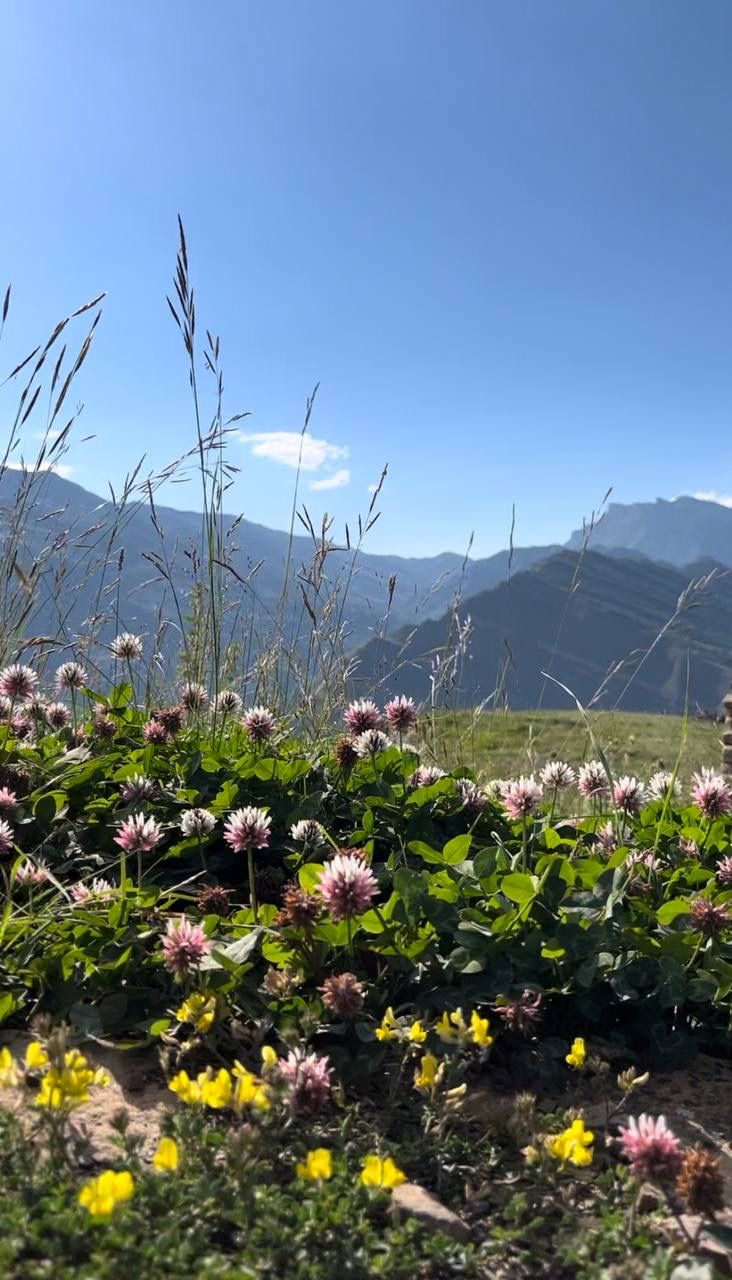 Твой Дагестан (43/86)