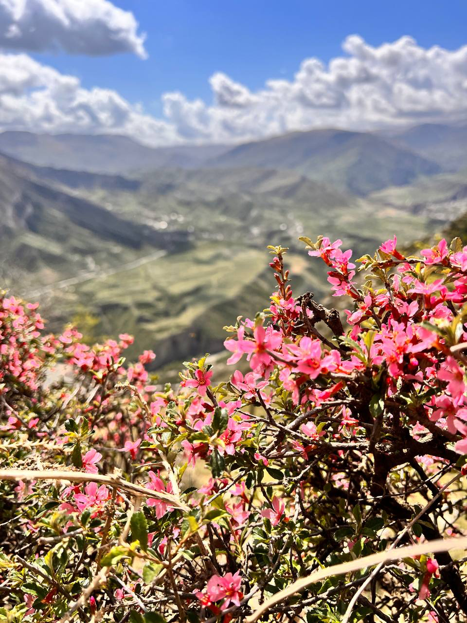 Твой Дагестан (68/86)