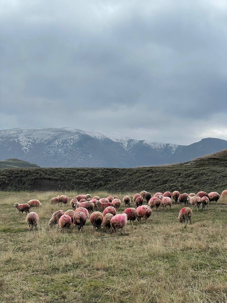 Твой Дагестан (21/86)