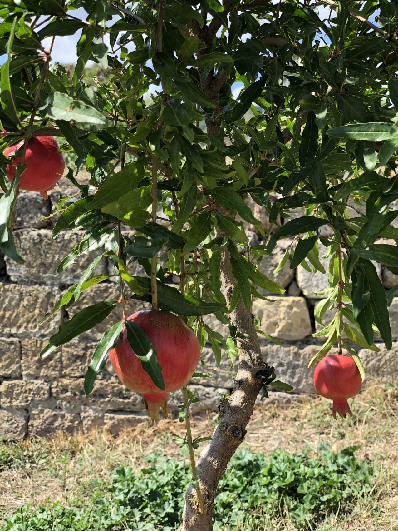 Погружение в Дагестан всё включено 5 дней (8/24)