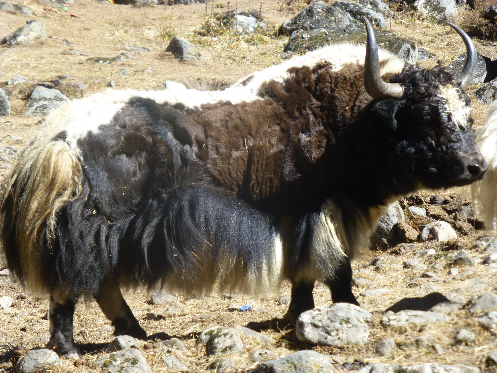 Поход в долину Лангтанг в Непале (7/42)