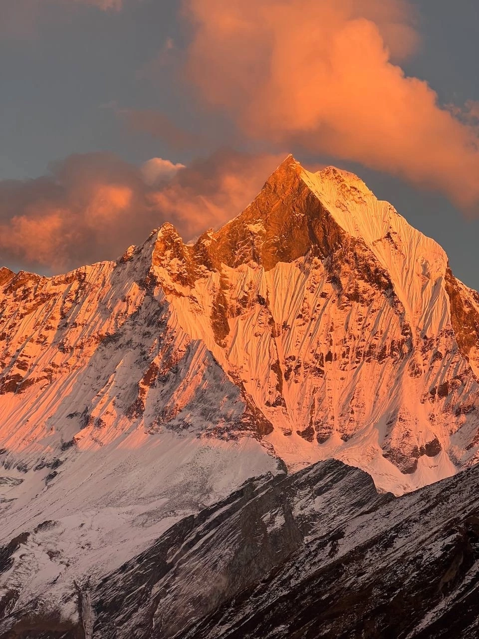 Цветок Непала (15/76)