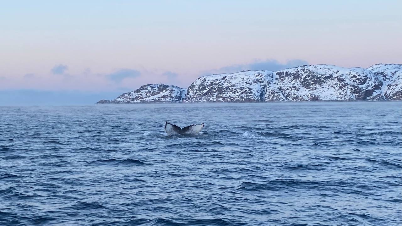 В поисках Китов и Северного сияния: загадочная Териберка (5/67)