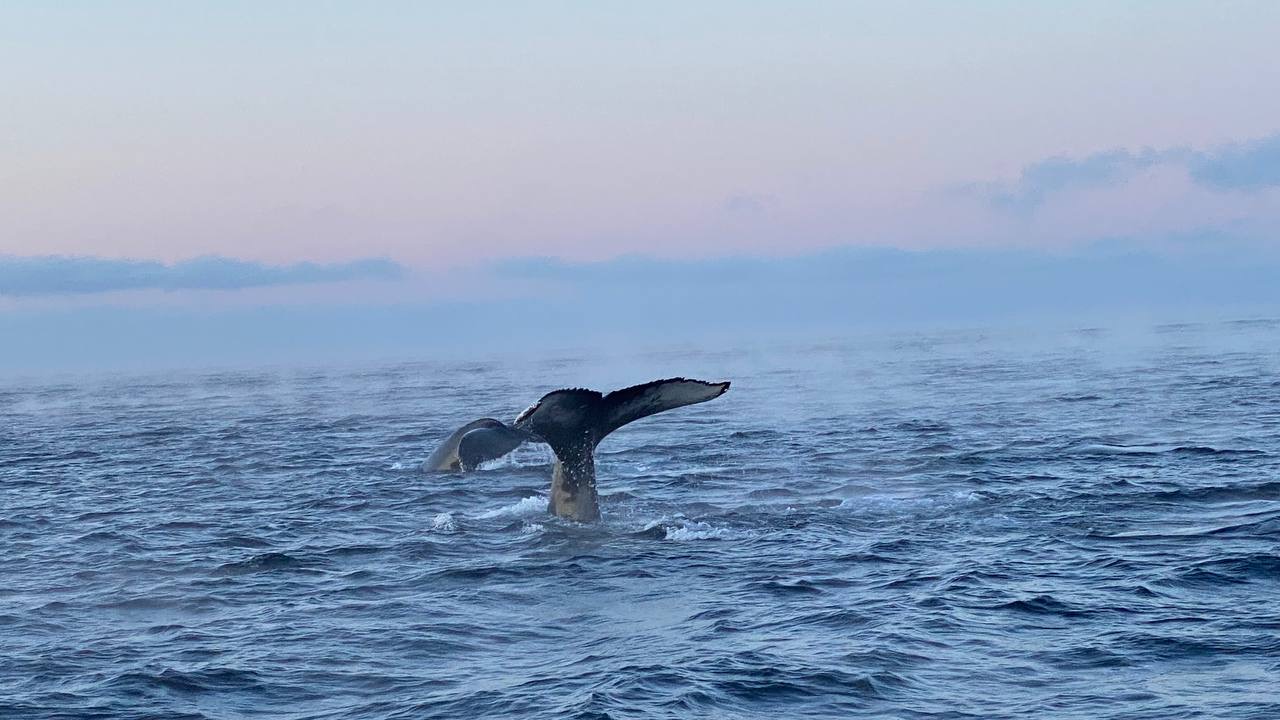 В поисках Китов и Северного сияния: загадочная Териберка (6/67)