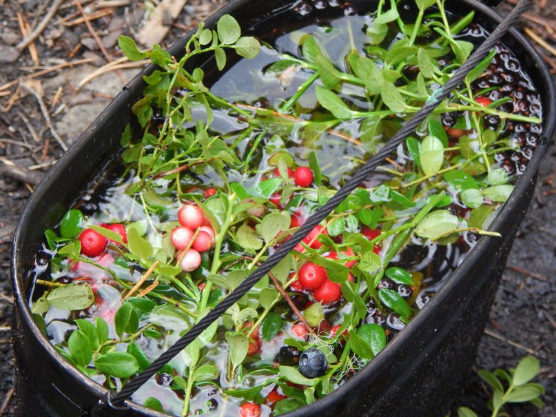Комбинированный пеше-вертолётный тур на плато Маньпупунёр (22/50)