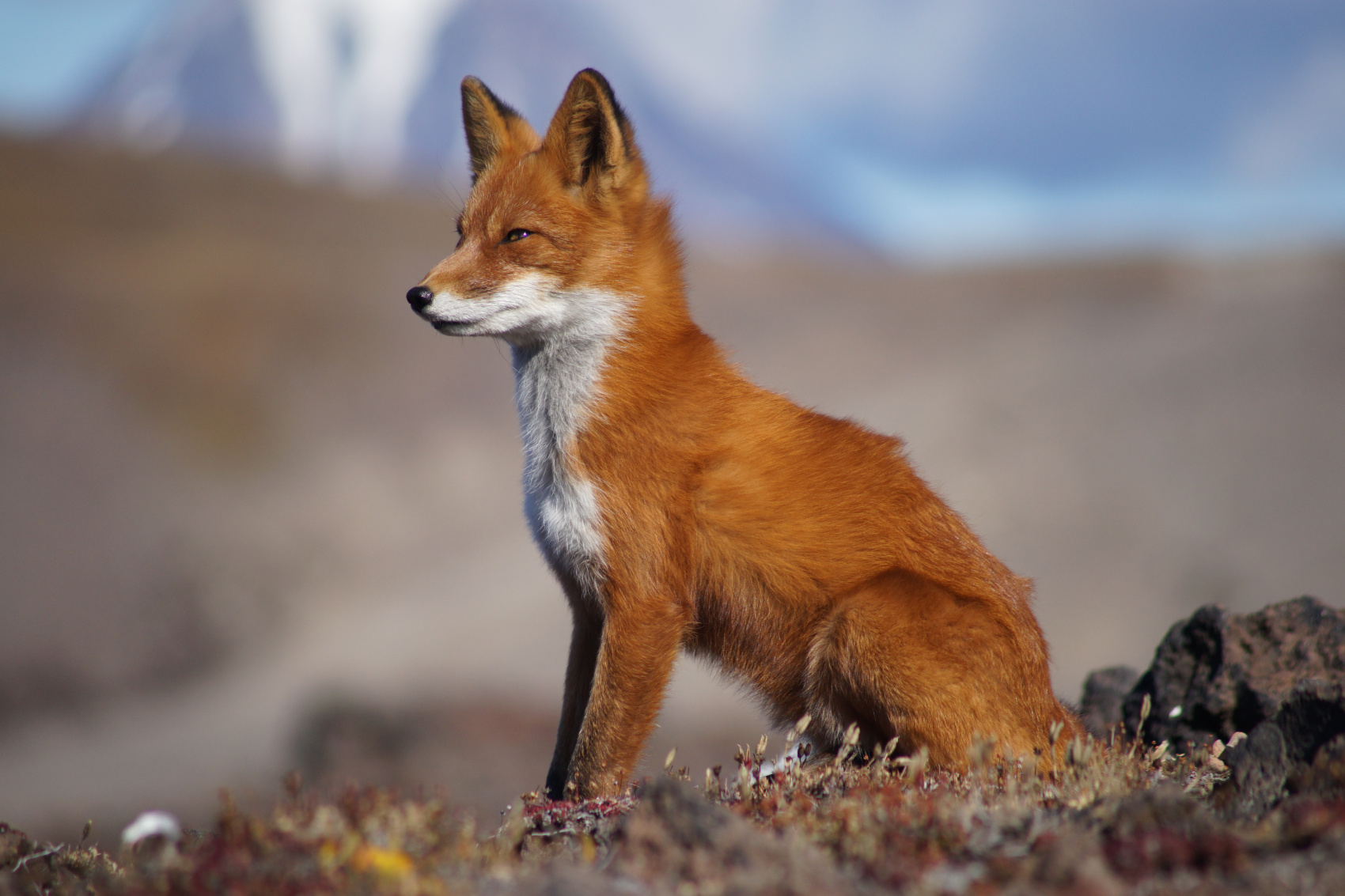 Камчатка: полное погружение (3/46)