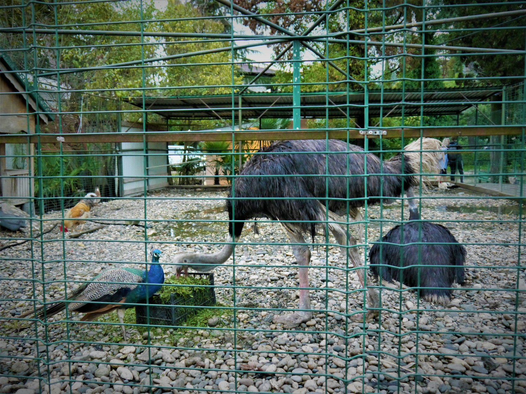 Большая душа маленькой Абхазии (56/88)