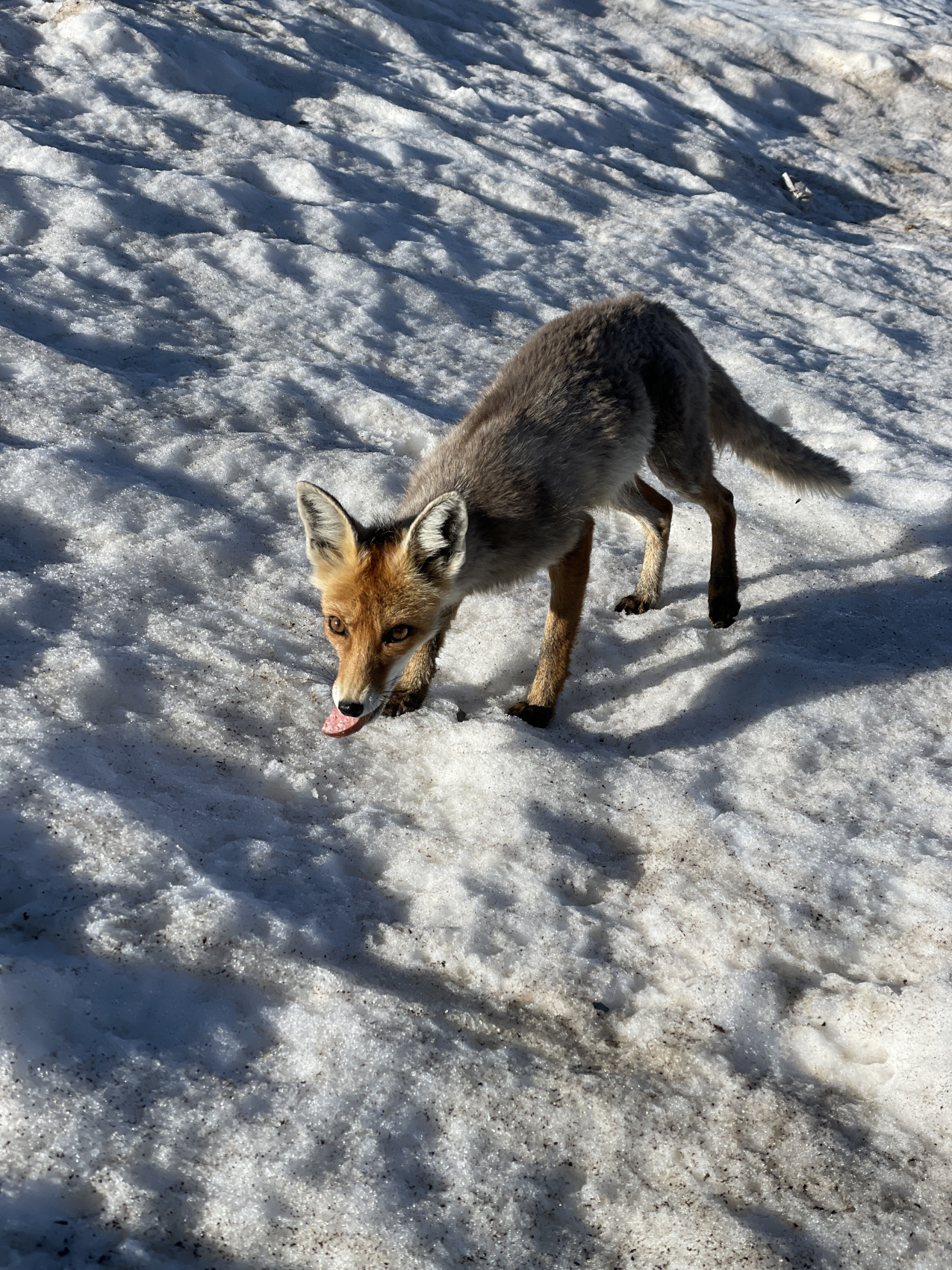 Восхождение на Эльбрус с юга Комфорт (16/45)