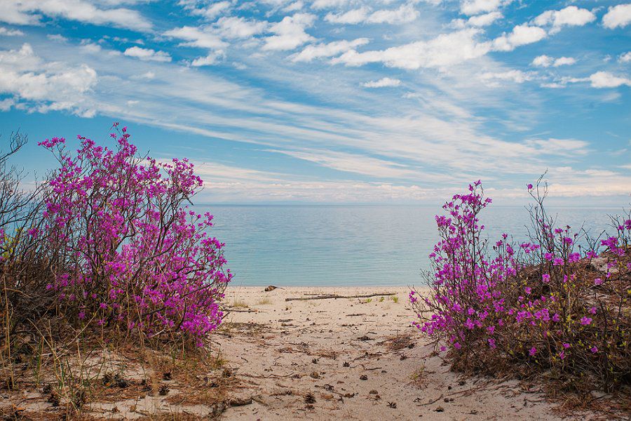 Авторская программа Магия Цветение Багульника На Байкале. Суперкомфорт. (5/72)