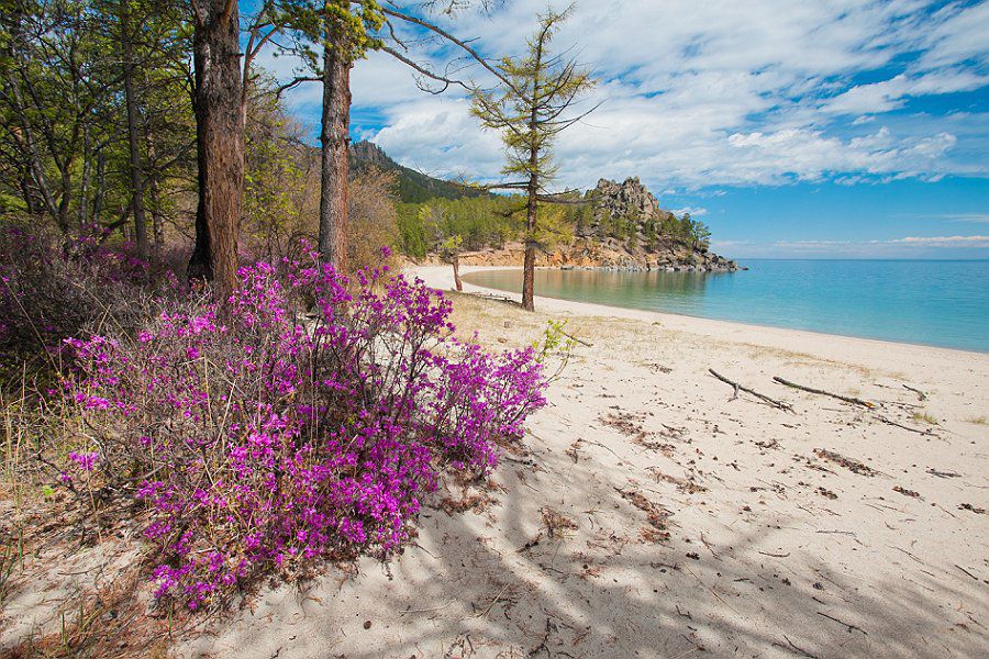 Авторская программа Магия Цветение Багульника На Байкале. Суперкомфорт. (6/72)
