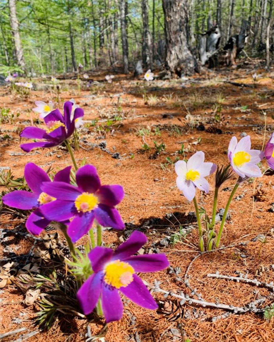 Авторская программа Магия Цветение Багульника На Байкале. Суперкомфорт. (9/72)