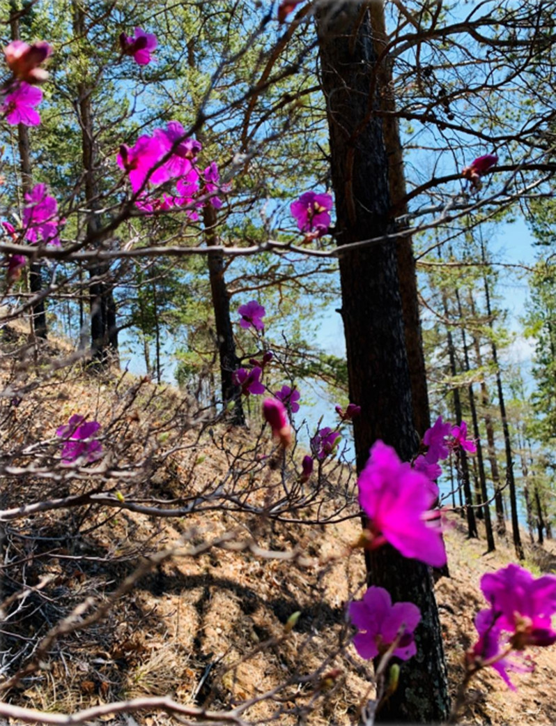 Авторская программа Магия Цветение Багульника На Байкале. Суперкомфорт. (3/72)
